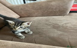 Mixed Breed cats for sale: 5 super cute kittens  - Image 8