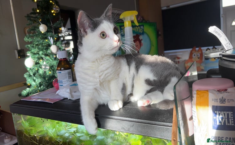 Norwegian Forest Cat cats - Advert 1