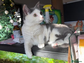 Norwegian Forest Cat cats - Advert 2