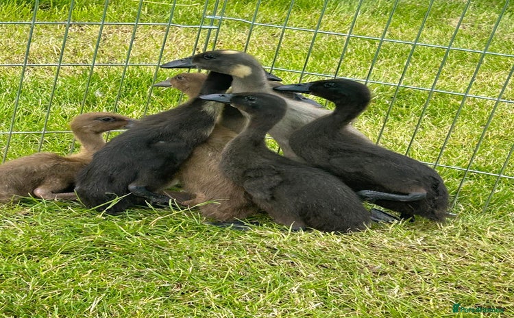 Ducks poultry - Advert 1