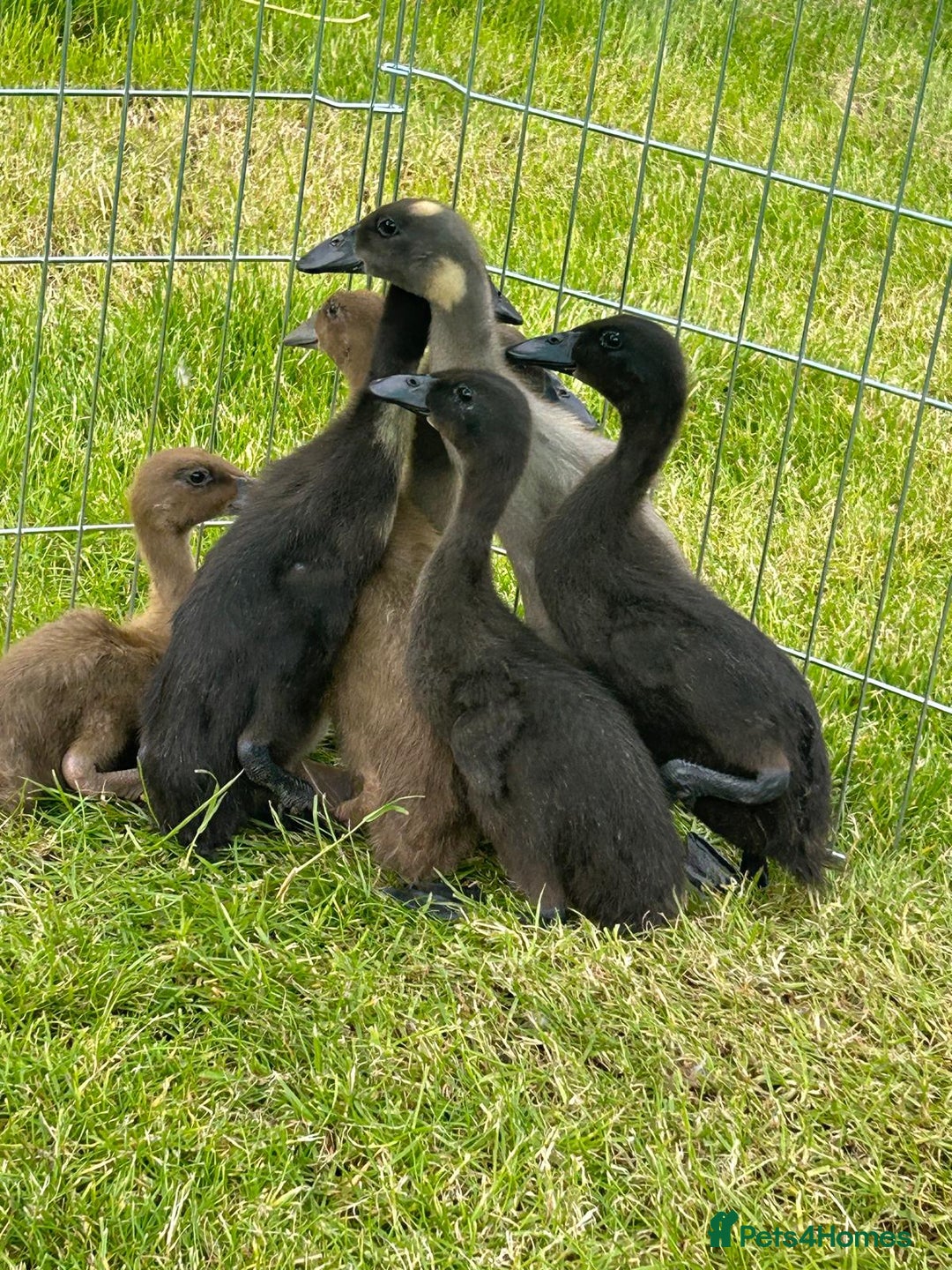 Ducks poultry for sale: Runner ducklings  - Image 1