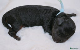 Cavapoo dogs for sale: Extensively health tested F1b curly Cavapoos  - Image 20