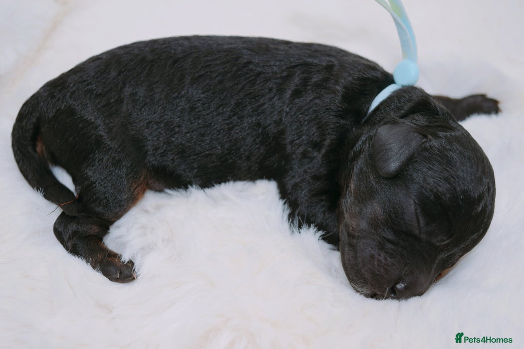 Cavapoo dogs for sale: Extensively health tested F1b curly Cavapoos  - Image 20