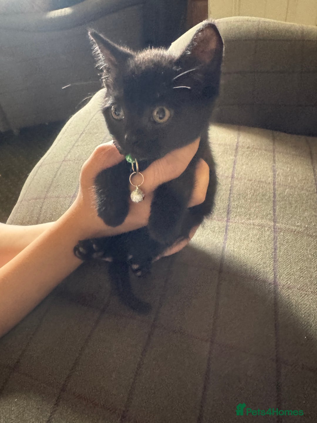 Mixed Breed cats for sale: 3 black British short haired x ragdoll kittens - Image 13