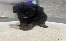 Toy Poodle dogs for sale: Toy Poodle Puppies - Extensively Health checked  - Image 4
