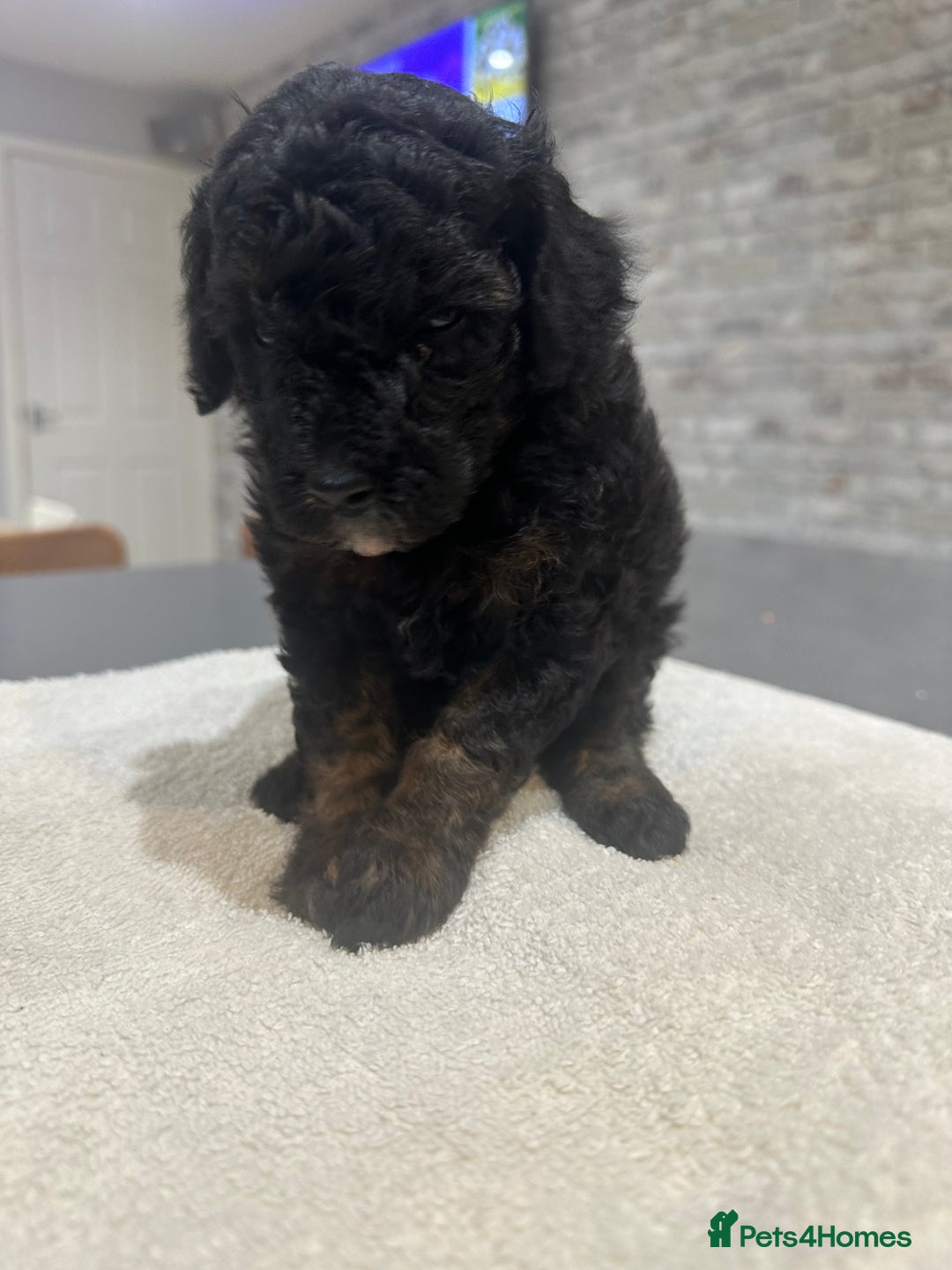 Toy Poodle dogs for sale: Toy Poodle Puppies - Extensively Health checked  - Image 4