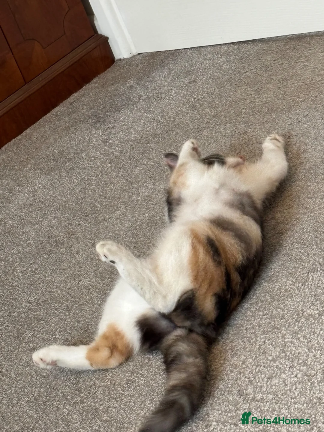 Mixed Breed cats for sale: 4 gorgeous female kittens for sale  - Advert 2