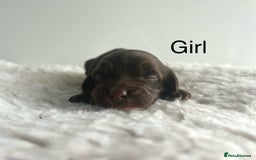 Cockapoo dogs for sale: f1 Cockapoos from extensive health tested parents  - Image 4