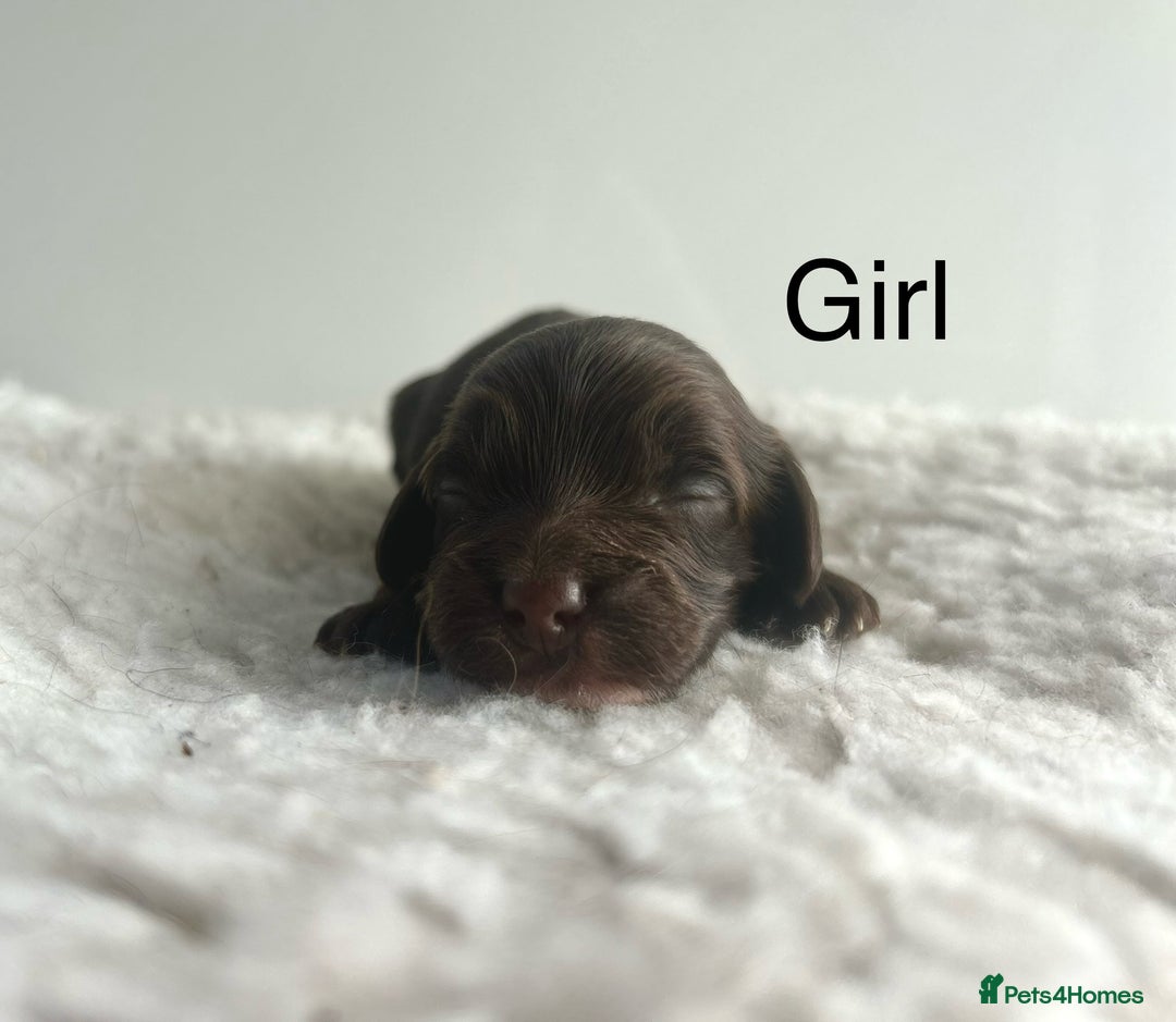 Cockapoo dogs for sale: f1 Cockapoos from extensive health tested parents  - Image 4