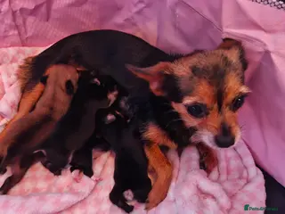 Chorkie dogs Three chorkie pups - Advert 1