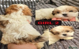 Shih Tzu dogs for sale: 🐾 Amazing Purebred Shih Tzu Puppies Crawley 🐾 - Advert 7