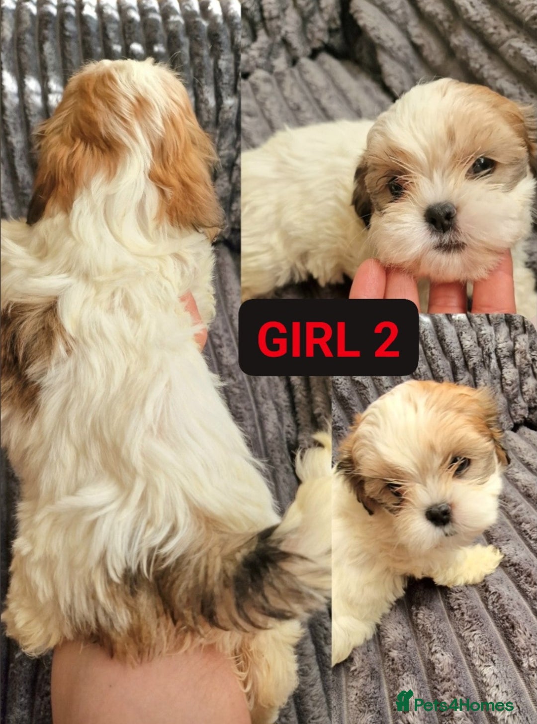 Shih Tzu dogs for sale: 🐾 Amazing Purebred Shih Tzu Puppies Crawley 🐾 - Advert 7