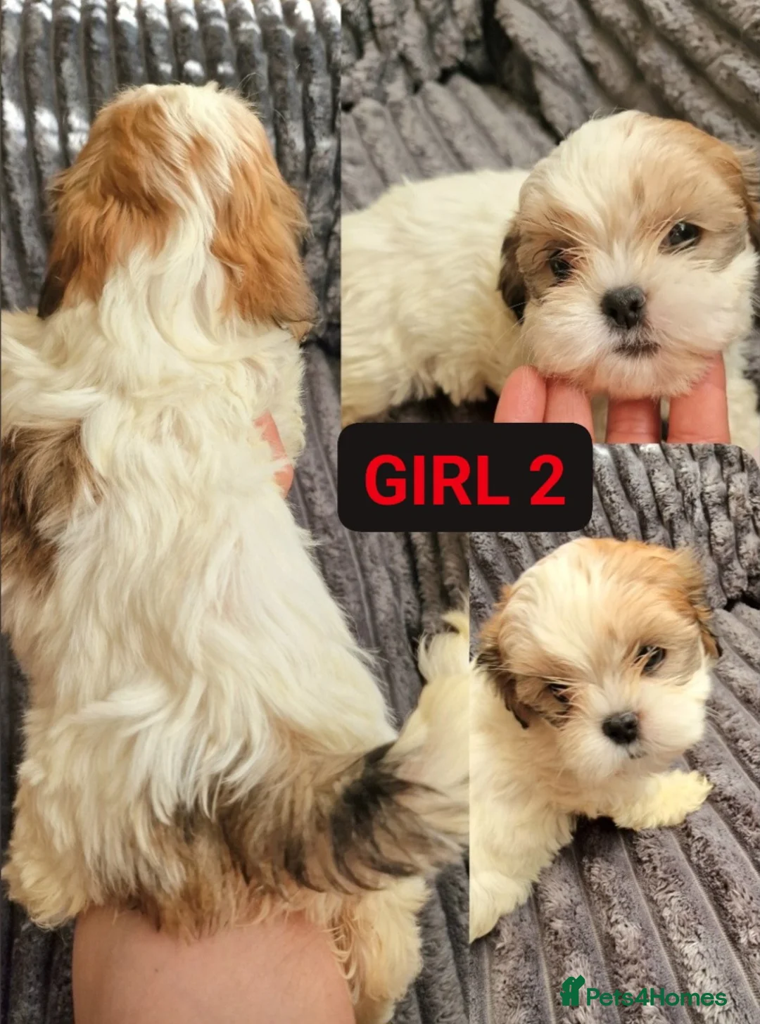 Shih Tzu dogs for sale: 🐾 Amazing Purebred Shih Tzu Puppies Crawley 🐾 - Advert 7