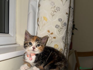 Domestic Shorthair cats for sale - Advert 1