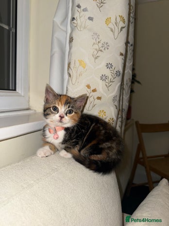 Domestic Shorthair cats - Advert 2