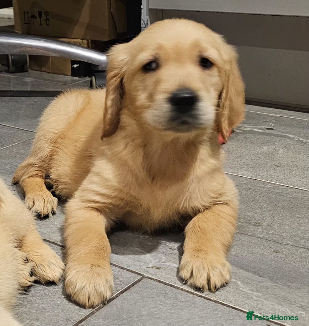 Golden Retriever dogs for sale: KC reg pedigree champion Golden Retriever pups - Advert 1