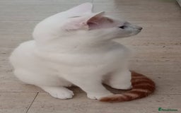 Turkish Van cats for sale: Turkish van male kitten  - Image 6