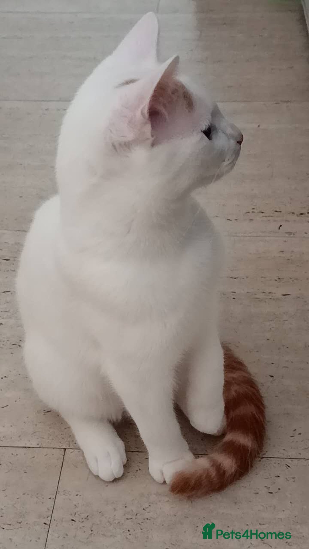 Turkish Van cats for sale: Turkish van male kitten  - Image 6