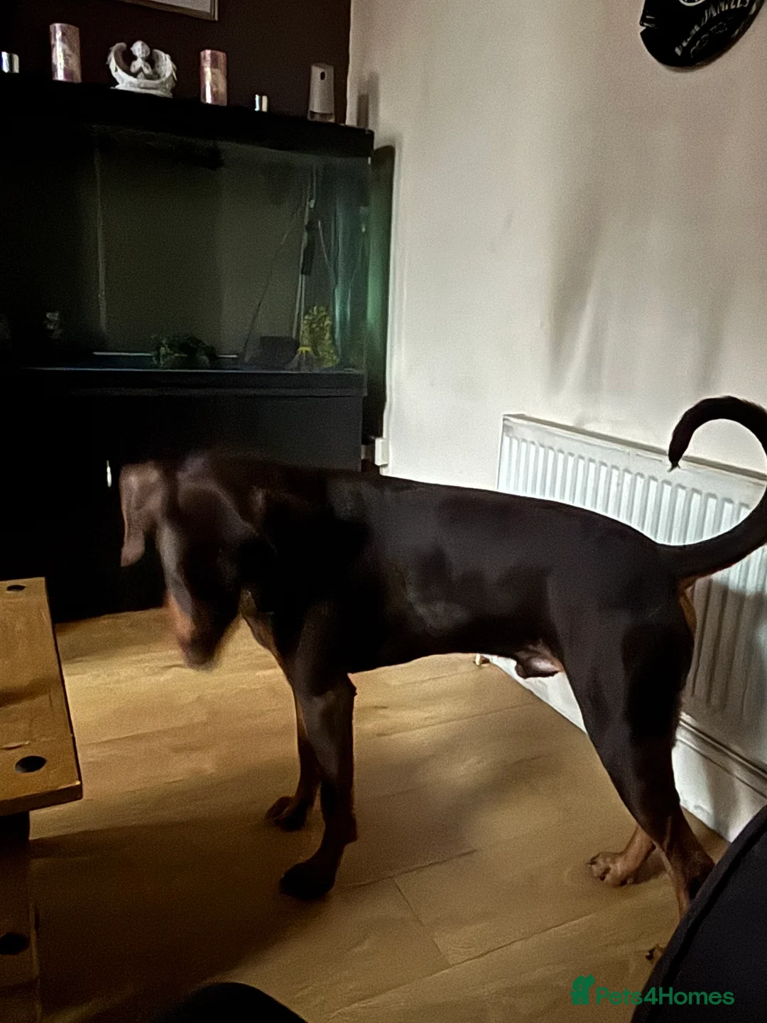 Dobermann dogs for stud: Chocolate Doberman for stud in Stoke-on-Trent - Advert 2