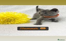 Russian Blue cats for sale: ❤️ BEAUTIFUL RUSSIAN BLUES❤️ - Image 2