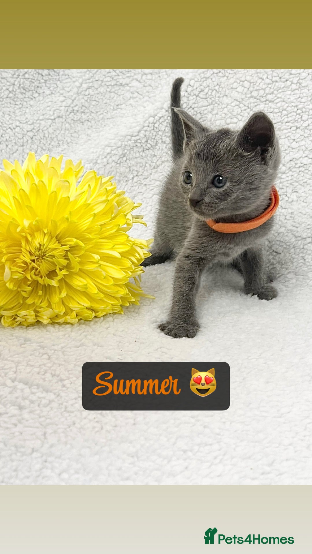 Russian Blue cats for sale: ❤️ BEAUTIFUL RUSSIAN BLUES❤️ - Image 2