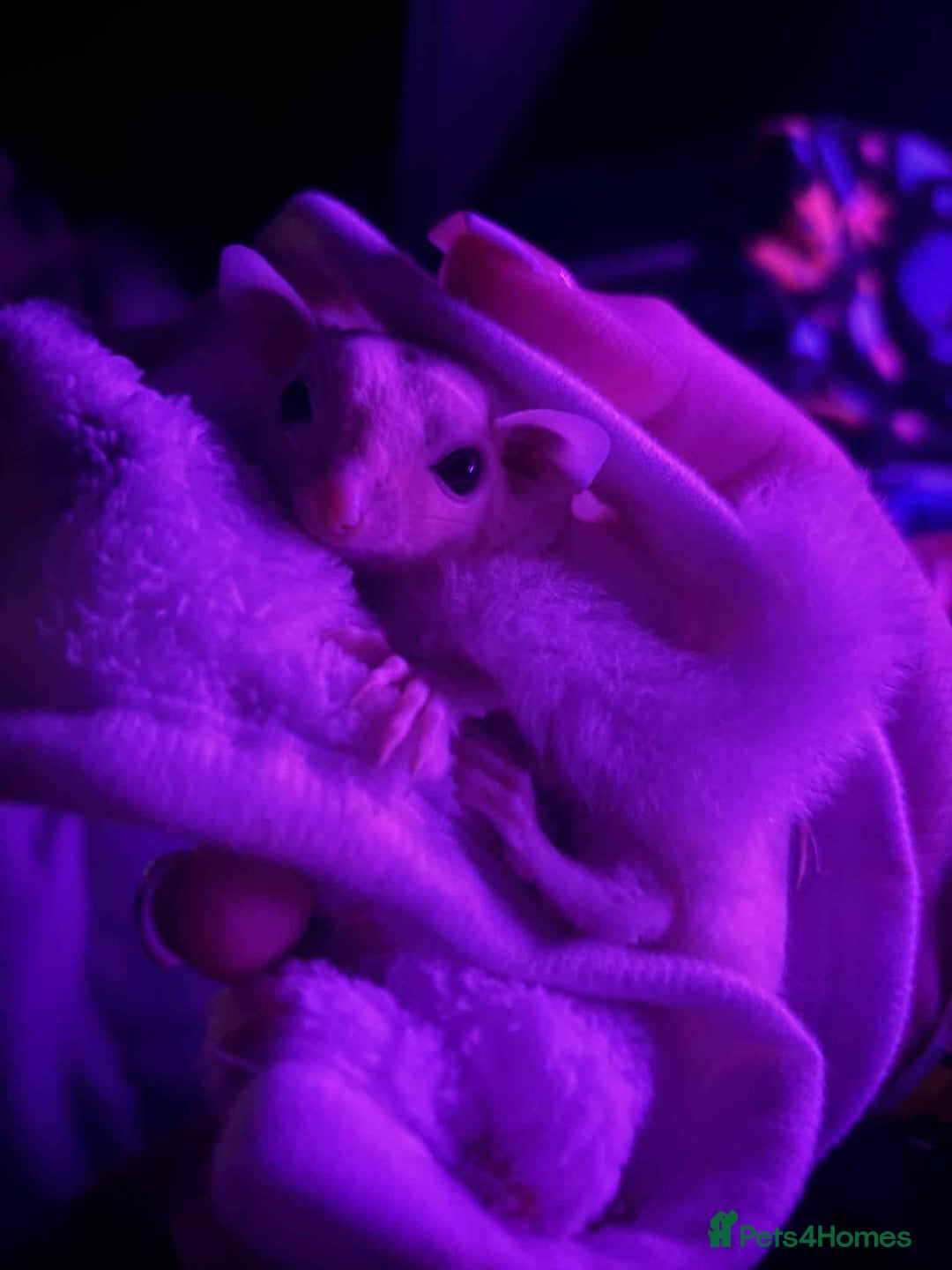 Sugar Glider rodents for sale: Male rare Ruby leu and female white face  - Advert 3