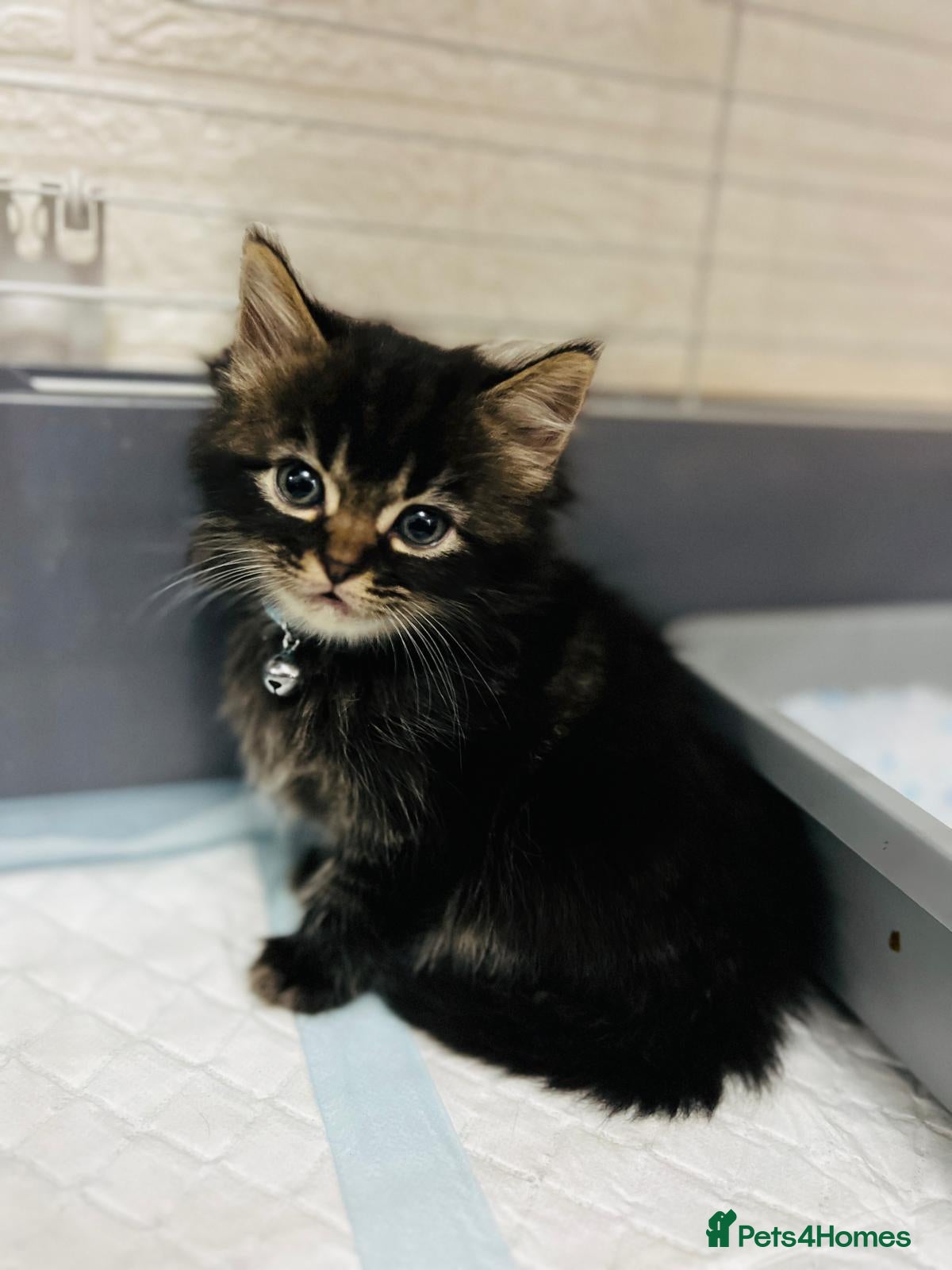 Mixed Breed cats Ready Now Leparm Kittens 3 Left  - Advert 1