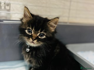 Mixed Breed cats Ready Now Leparm Kittens 3 Left - Advert 17