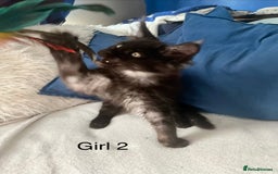 Maine Coon cats for sale: XXL  Ready Now TICA pure bread Maine Coon Kittens  - Image 13