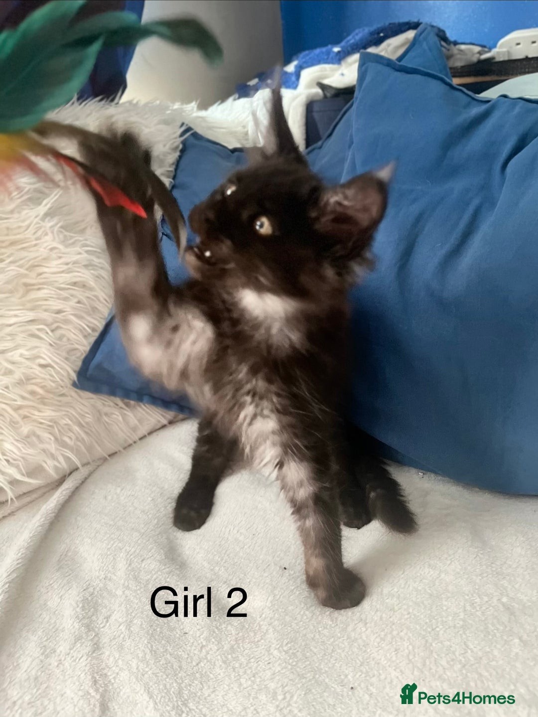 Maine Coon cats for sale: XXL  Ready Now TICA pure bread Maine Coon Kittens  - Image 13