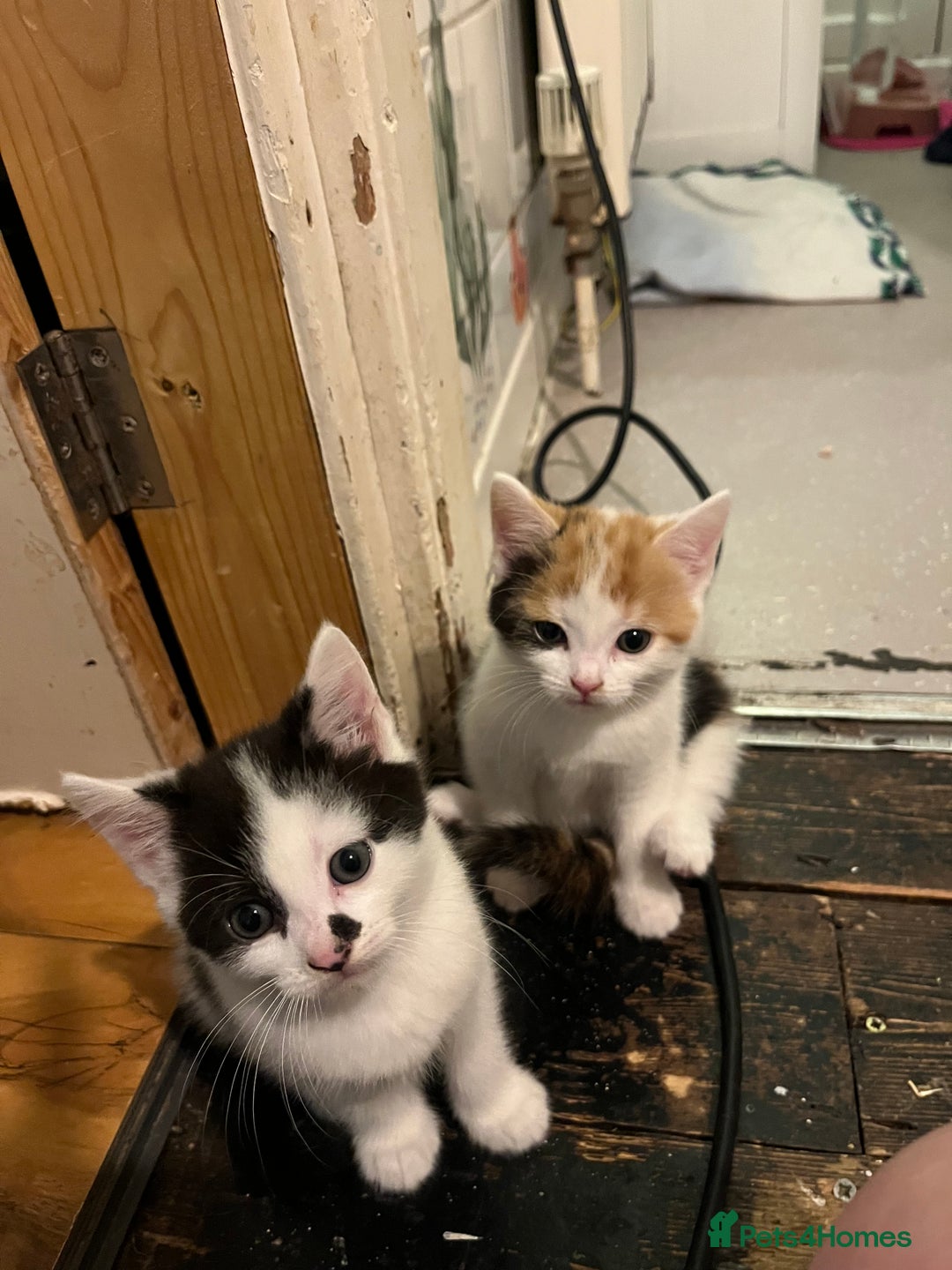 Mixed Breed cats for sale: 4 beautiful kittens 😻 - Advert 17
