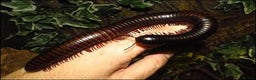 Millipedes invertebrates for sale: GIANT BLACK AFRICAN MILLIPEDE - Advert 1