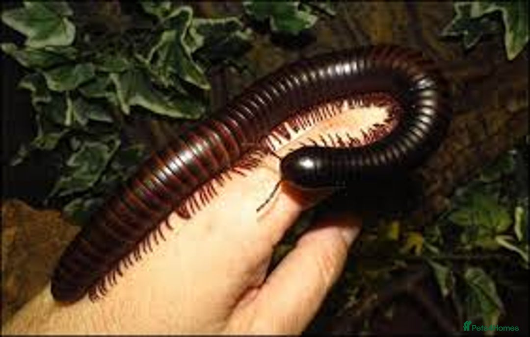 Millipedes invertebrates for sale: GIANT BLACK AFRICAN MILLIPEDE - Advert 1