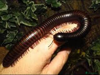 Millipedes invertebrates GIANT BLACK AFRICAN MILLIPEDE - Advert 2