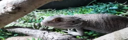 Bearded Dragon reptiles for sale: Male Bearded Dragon + 4x2x2 Vivarium in Leeds - Advert 3