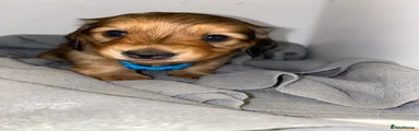 Miniature Dachshund Puppy 1