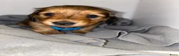 Miniature Dachshund dogs for sale: 6 miniature longhaired dachshund -  - Advert 13