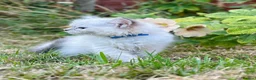 Ragdoll cats for sale: Ready to leave! 1 Blue boy Ragdoll kitten  - Advert 6