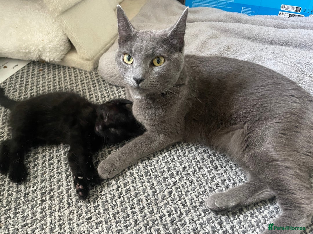 Mixed Breed cats for sale: Russian Blue X kittens  - Image 3