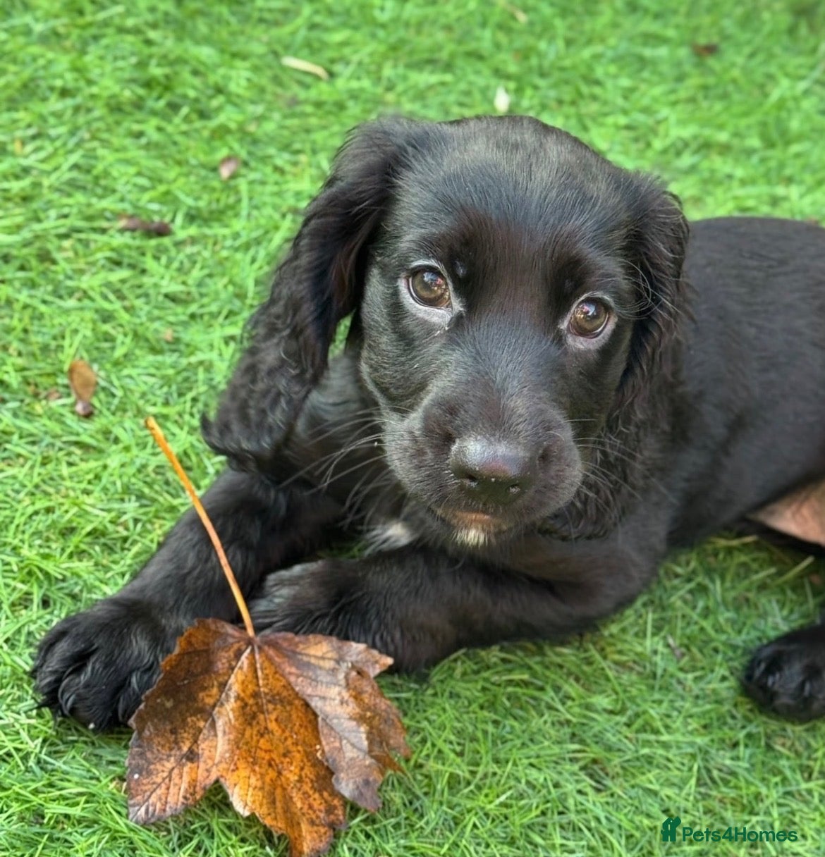 Cocker Spaniel dogs for sale: cocker spaniels 🌟🌟🌟🌟🌟 reviews 💙🩷💙 - Advert 2