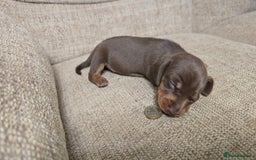 Miniature Dachshund dogs for sale: Miniature dachshund Puppies  - Advert 18