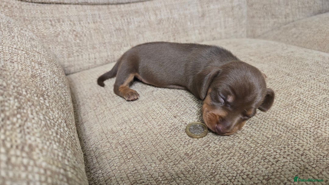 Miniature Dachshund dogs for sale: Miniature dachshund Puppies  - Advert 18