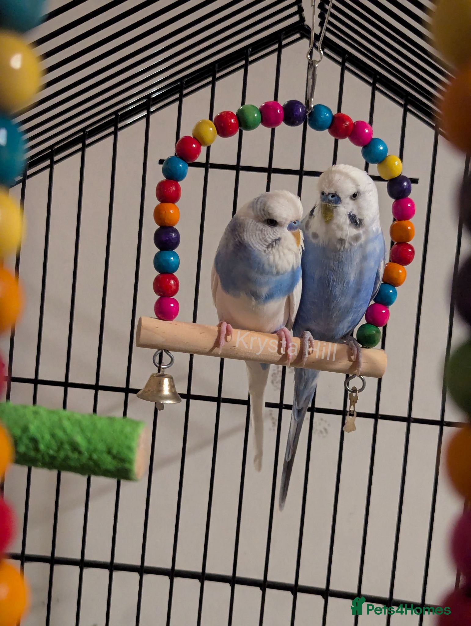 Budgerigars birds Male budgies  - Advert 1