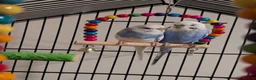 Budgerigars birds for sale: Male budgies  in Hull - Advert 1