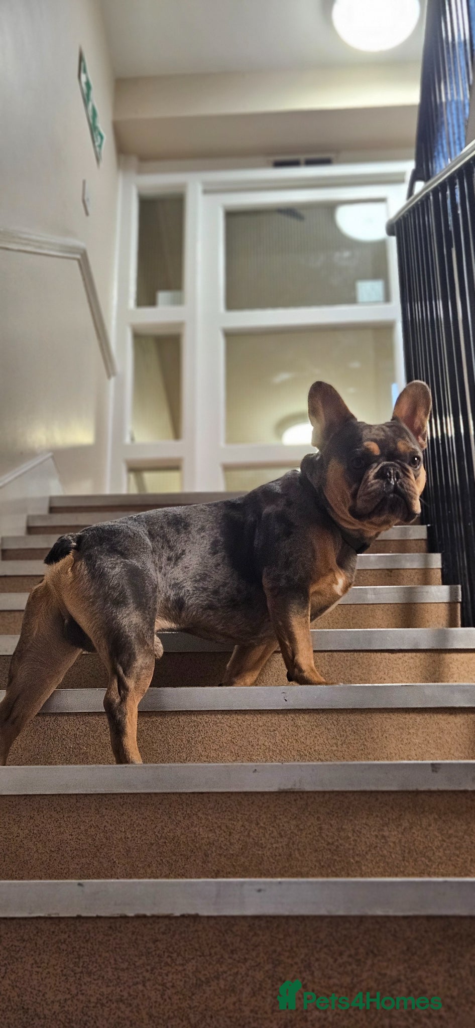 French Bulldog dogs for stud: Handsome 3yr old Frenchie Stud (full papers) - Advert 3