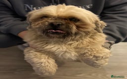 Shih Tzu dogs for sale: shih tzu - Image 6