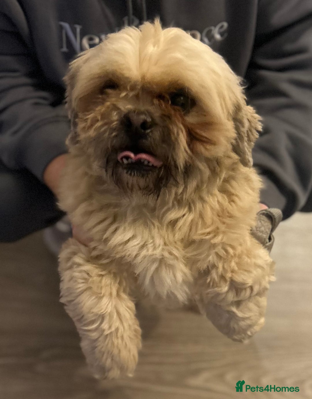 Shih Tzu dogs for sale: shih tzu - Image 6