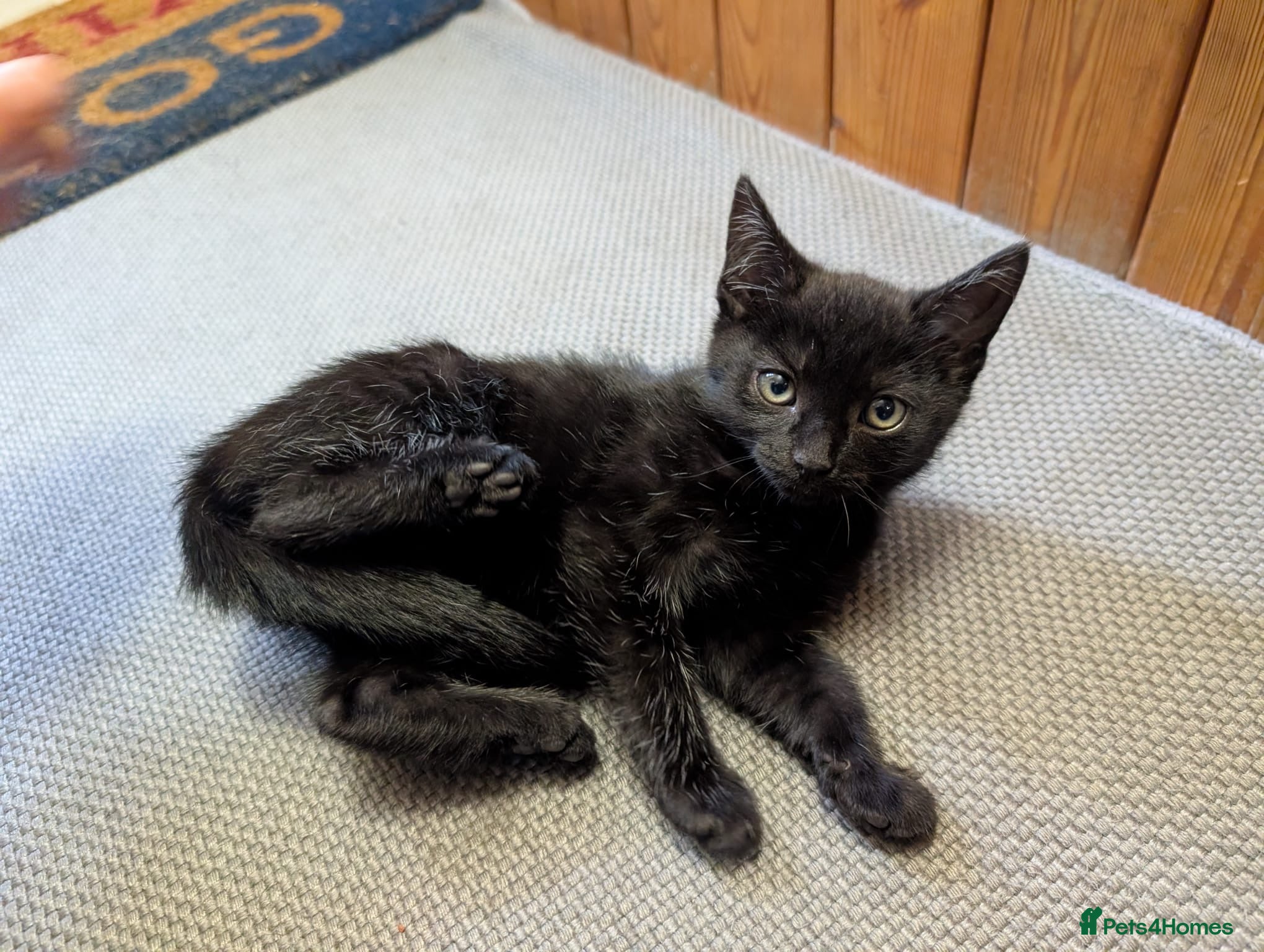 Mixed Breed cats 1 Scottish straight x fold & 1 domestic litter 🐈 - Advert 2