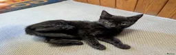 Mixed Breed cats for sale: 1 Scottish straight x fold & 1 domestic litter 🐈 - Advert 4
