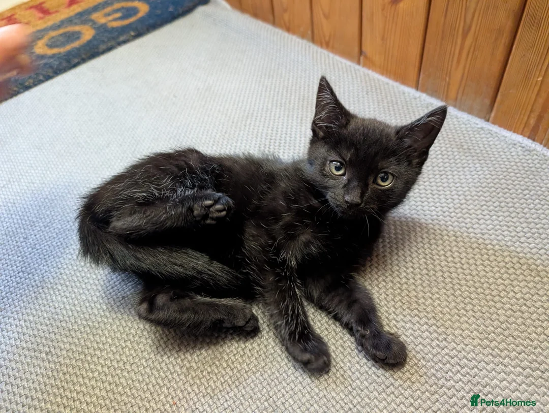 Mixed Breed cats for sale: 1 Scottish straight x fold & 1 domestic litter 🐈 - Advert 2